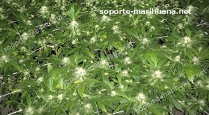 cultivo de cannabis usando red de tutoreo