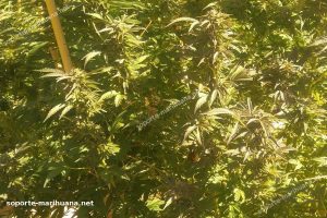 cultivo de cannabis expuesto al sol