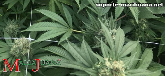 red mallajuana entutorando cultivo de cannabis.