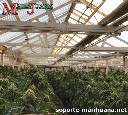 campo de cultivo de cannabis usando red de soporte mallajuana