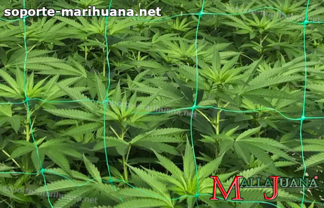 cultivo de cannabis usando red de soporte para tutoreo