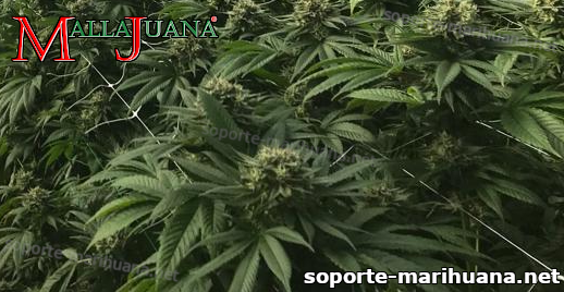 cultivo de cannabis con red mallajuana