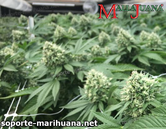 cultivo de cannabis entutorada con red de soporte mallajuana