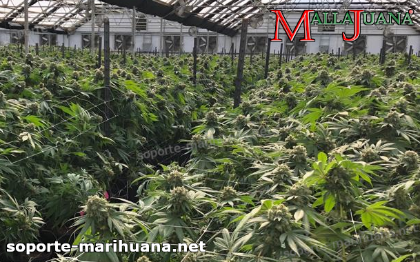 campo de cultivo de cannabis usando la red mallajuana