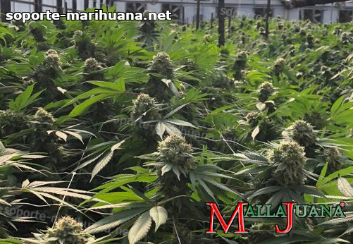 plantaciones de cannabis entutorado con la red mallajuana