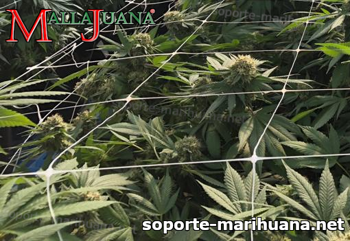 cultivos de cannabis entutorada con la red mallajuana