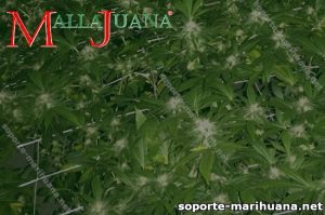 Soporte marihuana 