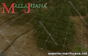 Cultivo SCROG de marihuana 