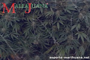 Mallas para SCROG